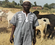 Mr. Zakaria and his cows